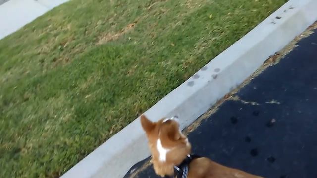 США Стрессы в эмиграции Понятие души меняетса на понятие деньги смотреть онлайн