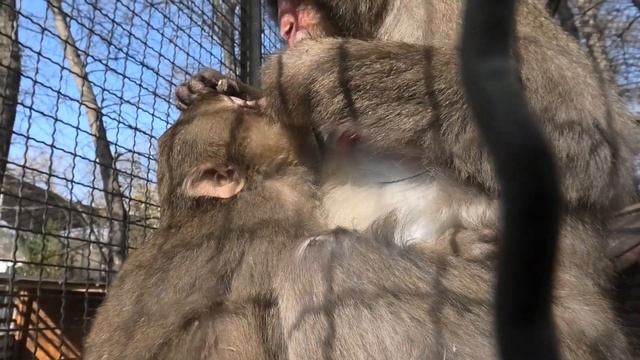 Лёлик и Болик кушают мамино молочко! Мамы отдыхают! Lyolik and Bolik are eating mother's milk! смотреть онлайн