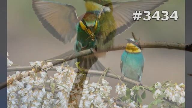 #3434. Щурки (пчелоеды) (В мире животных) смотреть онлайн