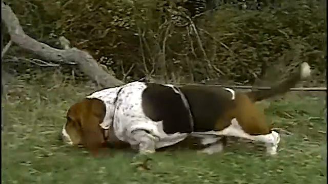Basset Hound - AKC Dog Breed Series смотреть онлайн
