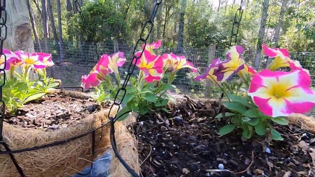 Crazytunia Flamingos Dream