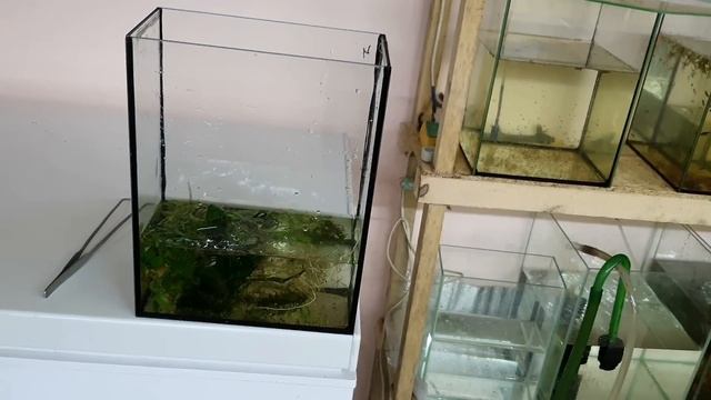 Быстрый старт инфузории! Недосол воды! Самка отметалось! Тернецию на нерест! смотреть онлайн