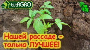 УРОЖАЙ БУДЕТЕ РАЗДАВАТЬ НАЛЕВО и НАПРАВО!  Заполняем лунки ЭТИМ СПОСОБОМ и наслаждаемся огородом!