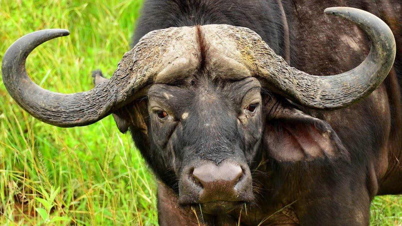ИНТЕРЕСНЫЙ ЗВЕРЬ: АФРИКАНСКИЙ БУЙВОЛ