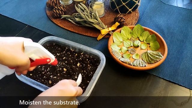 Peperomia Leaf Propagation in Soil смотреть онлайн