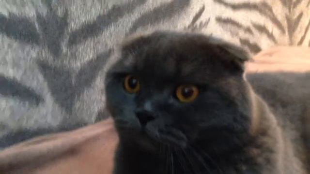 Кот Мотя. Мой кот смотреть онлайн