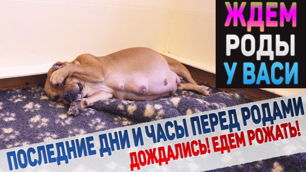 Как проходят последние дни беременности у собаки. Ждем щенков Американского Булли от нашей Васи! смотреть онлайн