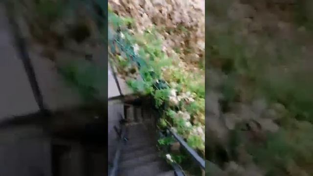 БиоДом. Очистка маракуйи смотреть онлайн