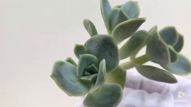 Echeveria Lovely Rose смотреть онлайн