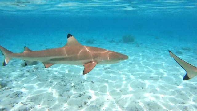 Snorkeling with sharks | Bora Bora, French Polynesia - March 2020 (4k) смотреть онлайн