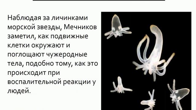 Мечников Илья Ильич смотреть онлайн