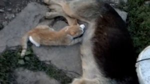 Кошка сосёт у Собаки