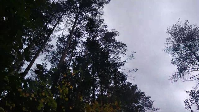 Белые грибы "Пошли" смотреть онлайн