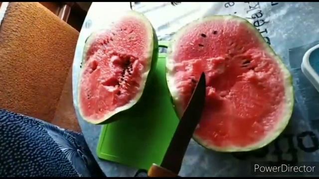 Выращивает Арбузы на Урале Открытом Грунте !!! смотреть онлайн