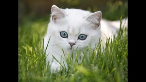 А котенок - «мяу»... Развивающая песенка для самых маленьких