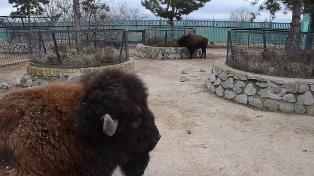 Как наши бизоны поссорились ! смотреть онлайн