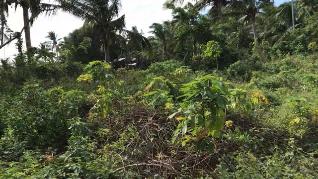 Vlog420: 3.2 HECTARE FARM LOT NEAR THE FARM AT SAN BENITO FOR SALE LIPA CITY PHILIPPINES SOLD смотреть онлайн