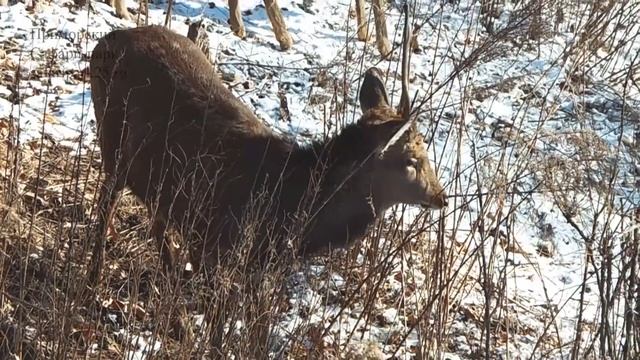 Копытные в зимнем лесу смотреть онлайн