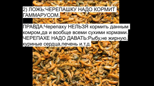ЧАСТЬ 1.ВРЕДНЫЕ СОВЕТЫ УЛИЧНЫХ ТОРГОВЦЕВ КРАСНОУХИМИ ЧЕРЕПАХАМИ смотреть онлайн
