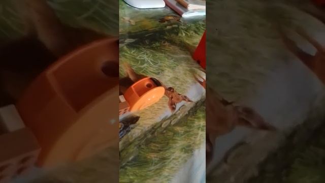 сегодня в зомби семье был опять зомби дядя Витя и он был как папа и мама смотреть онлайн