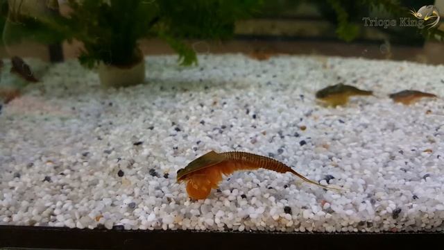 Triops Longicaudatus Gonochronic Urzeitkrebse смотреть онлайн