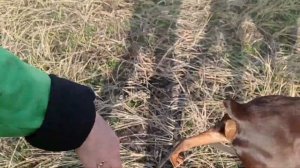 Минусы породы Доберман/К чему нужно быть готовым, заводя добермана/Диванный кроликовод