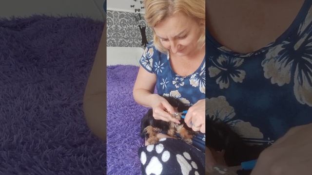 Продажа?Питомник Йорк & Шпиц.Elite Pets,Крым, Евпатория ?Вопросы+79788972514 Доставка возможна ? смотреть онлайн