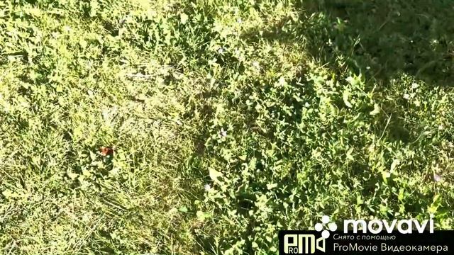Мы на даче.Плетистая?.Обрезаю сосны. смотреть онлайн