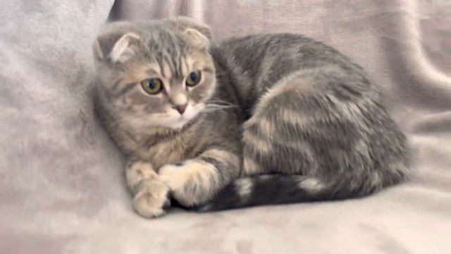 Вислоухая шотландская кошка 9 месяцев смотреть онлайн