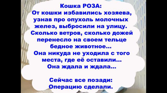 Посели меня к себе в душу... Я устала - бездомной кошкой... смотреть онлайн