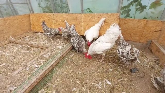 Пушкинские куры. смотреть онлайн