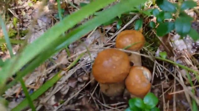 Караканский бор. Грибы. Гостевой дом "Райское гнёздышко " смотреть онлайн