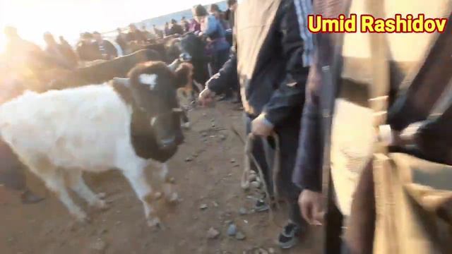 Qiziriq Jaxon Molbozori Boqma Buqalar Narxlari 2-qism