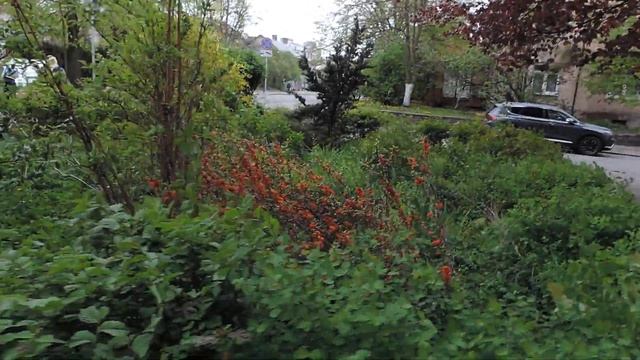 КАЛИНИНГРАД: Краснолистный бук Fagus sylvatica 'Purpurea' на Киевской – 5 мая 2022, ЧТ смотреть онлайн