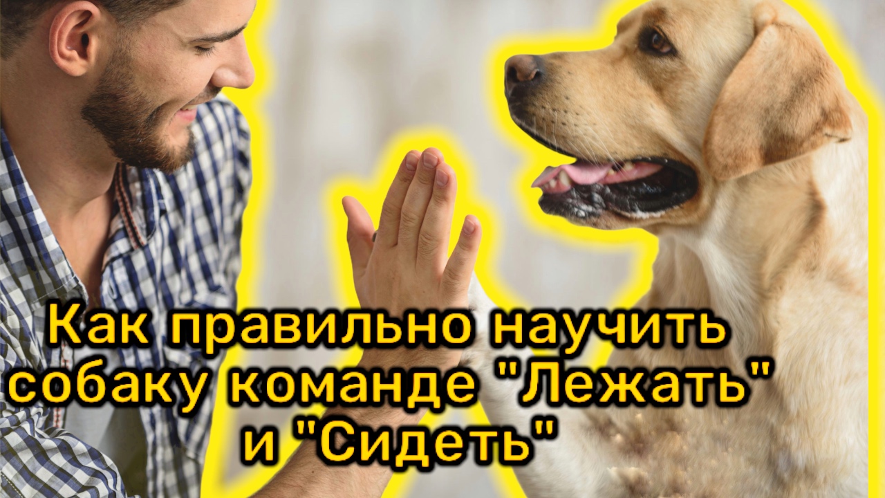 Как научить щенка команде «Лежать» и «Сидеть» смотреть онлайн