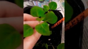 КОГДА И КАК ПИКИРОВАТЬ САЛЬВИЮ?