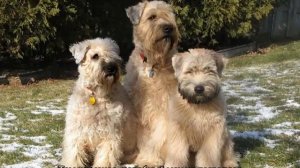 Пшеничный терьер: описание ирландской мягкошерстной породы