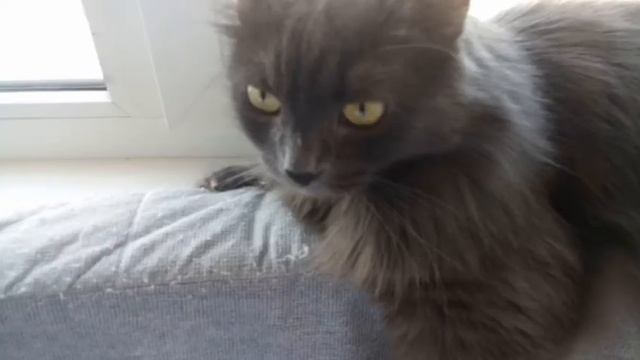 Слитые ты злобный котик сделай кусь