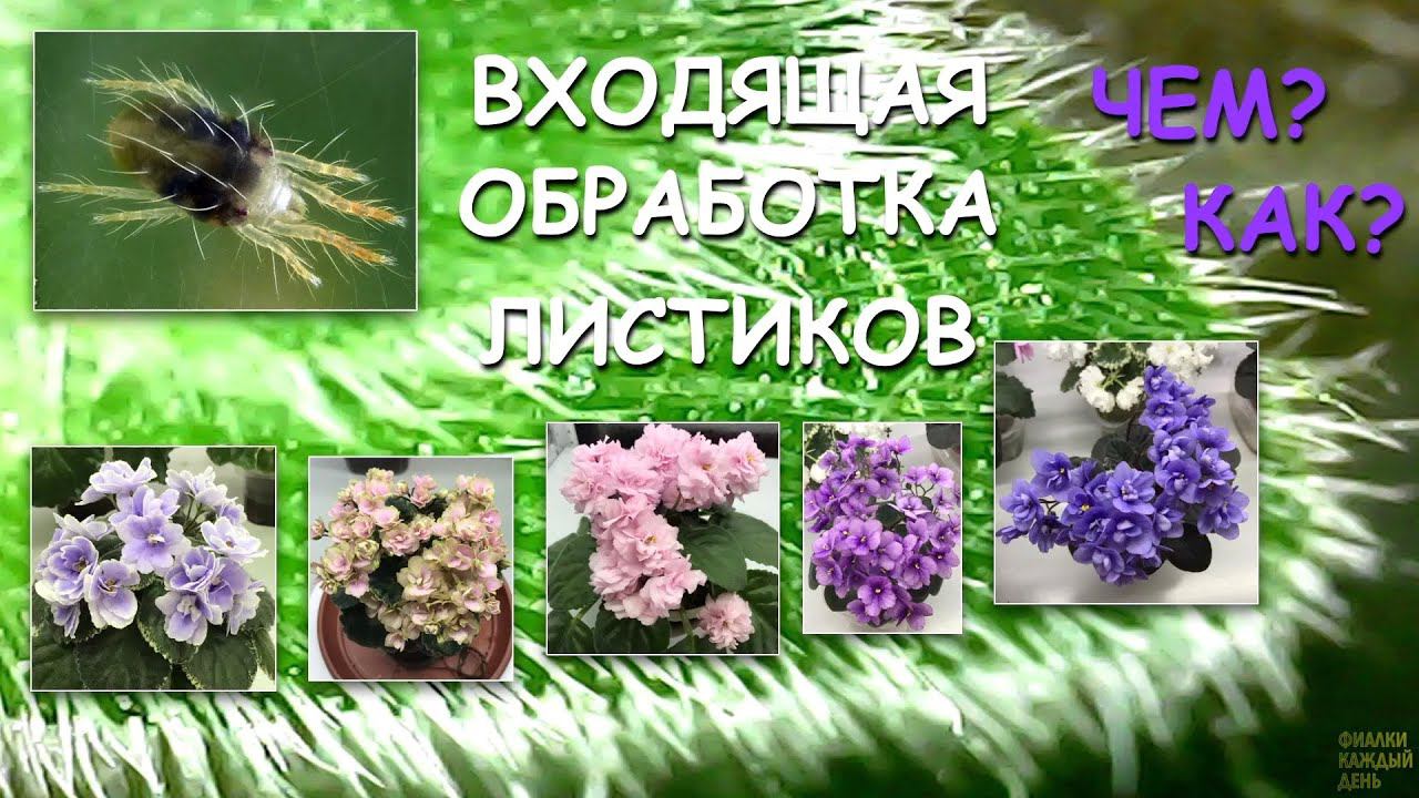 Входящая обработка листьев. Новая игрушка для фиалок. Ищу клеща через микроскоп