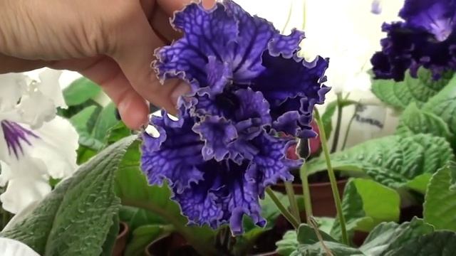 Мои стрептокарпусы.MPG смотреть онлайн