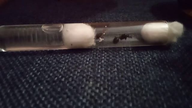 бой муравья жнеца Vs клоп солдатик 5 часть