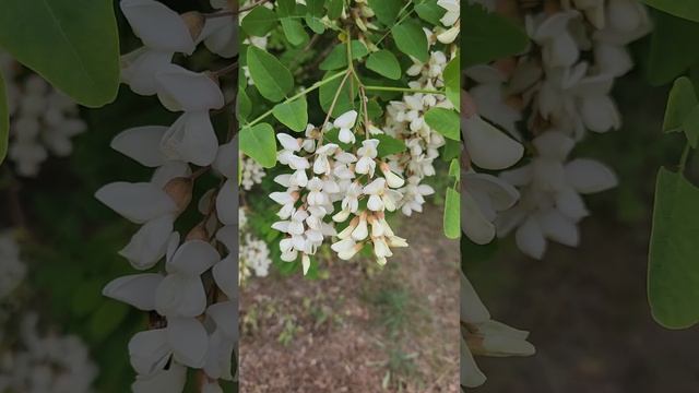 Белая акация или робиния. смотреть онлайн