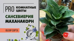 Сансевиерия Маханакорн. Обзор сорта. Неприхотливое комнатное растение небольшого размера.