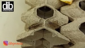 Разведение сверчка