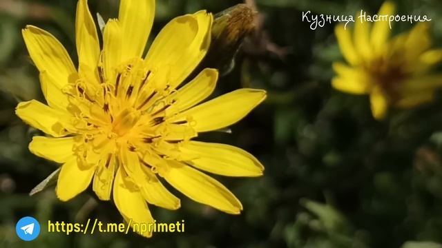 10 июля Самсонов День. Что нельзя делать 10 июля. Народные традиции и приметы. смотреть онлайн