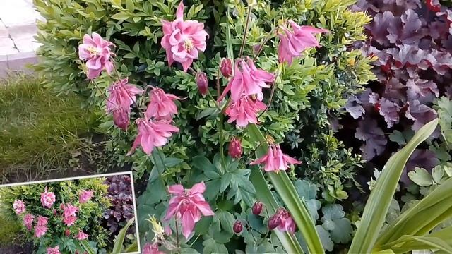 Водосбор или аквиллегия махровая смотреть онлайн