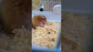 У хомячка болит живот😧🐁,бедная Ася