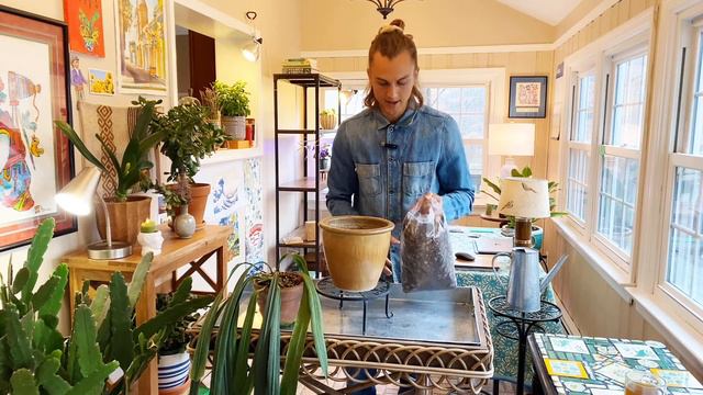 Anthurium vittarifolium Growing Guide & RePotting Video смотреть онлайн