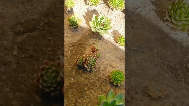 Уличные суккуленты #суккуленты #succulents #эхеверия смотреть онлайн