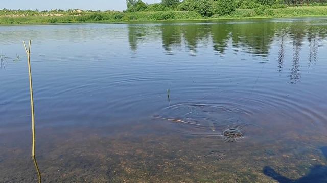 Рыбалка в жару на реке. Лещи за 2 кг. Фидер. Ловля леща ниже Волховской ГЭС. смотреть онлайн